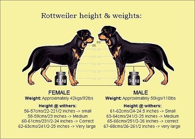 Rottweiler Size and Measures