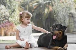 Rottweilers Life Expectancy