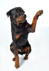 Rottweiler Training with clicker