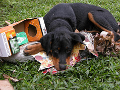 are rottweilers destructive chewers