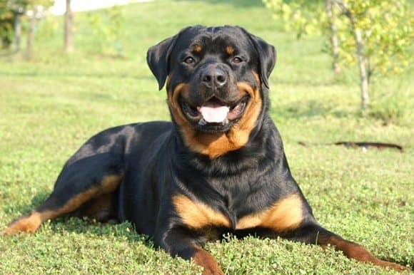 what does a german rottweiler look like?