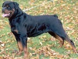 difference between german and american rottweiler