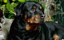 Beautiful Rottie