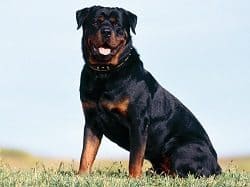 giant rottweiler