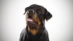 Confused Rottweiler