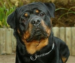 Confused Rottweiler
