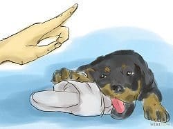 how to train your rottweiler puppy with simple commands