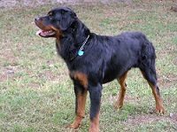 long haired rottweiler