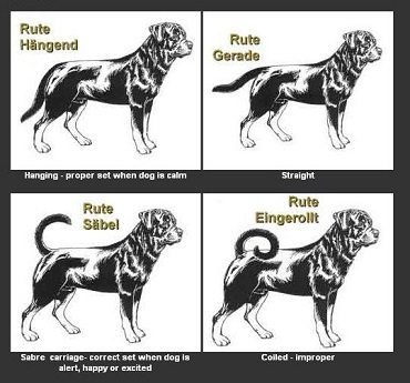 different types of rottweiler dogs