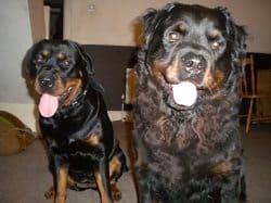 Rottweiler store long hair