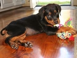 Occupied Rottweiler