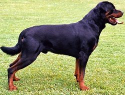 Real German Rottie