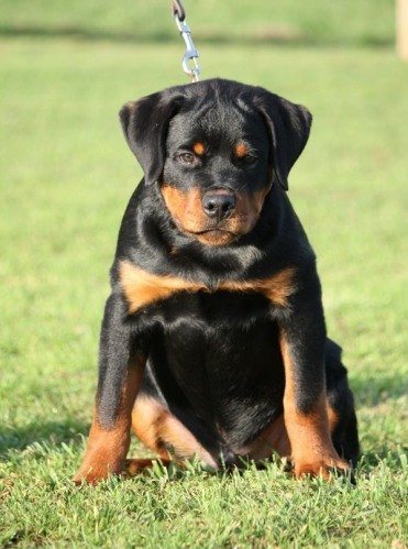 how much are rottweiler puppies ireland? 2