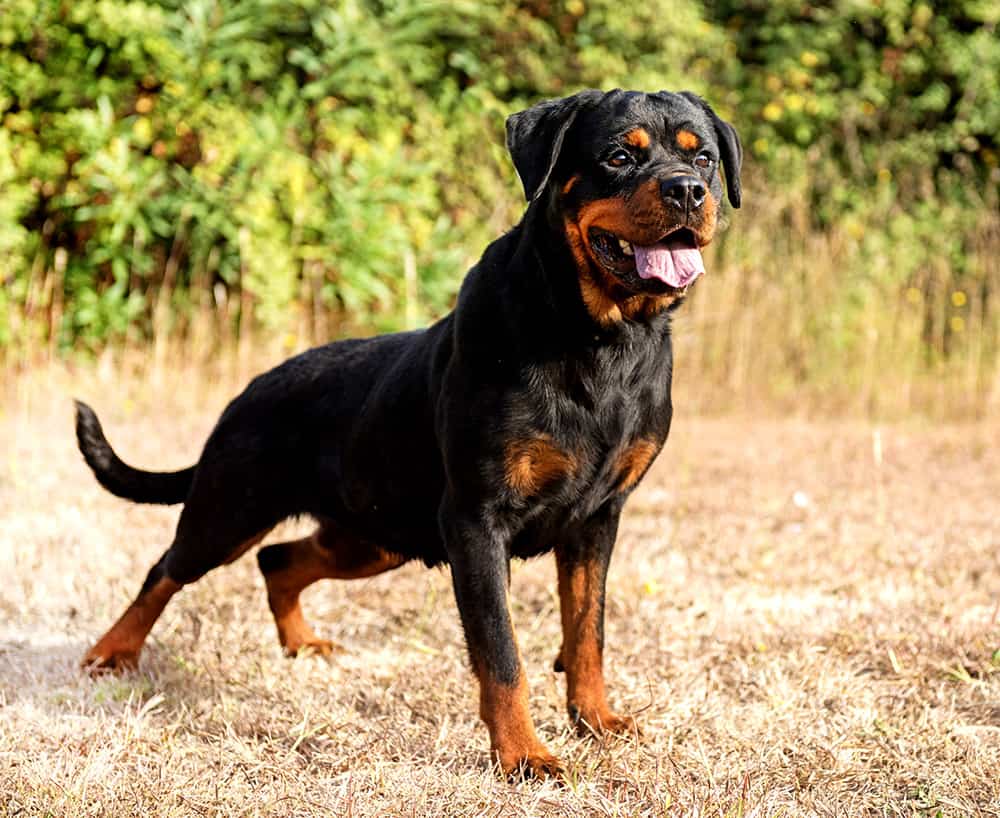 Rottweiler Disobedience Problems | RottweilerHQ.com