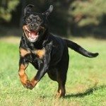 Rottweiler Jumping On People