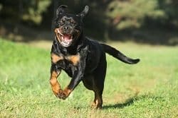 Rottweiler Jumping On People