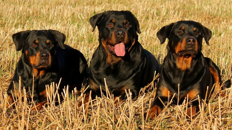 Rottweiler Lifespan Facts You Should Know Rottweilerhq