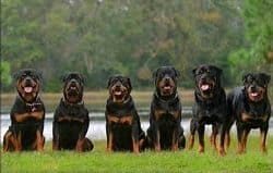 Rottweiler Names