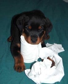 Rottweiler Potty Training