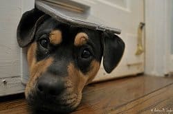 Rottweiler Separation Anxiety