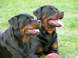 Rottweiler Training