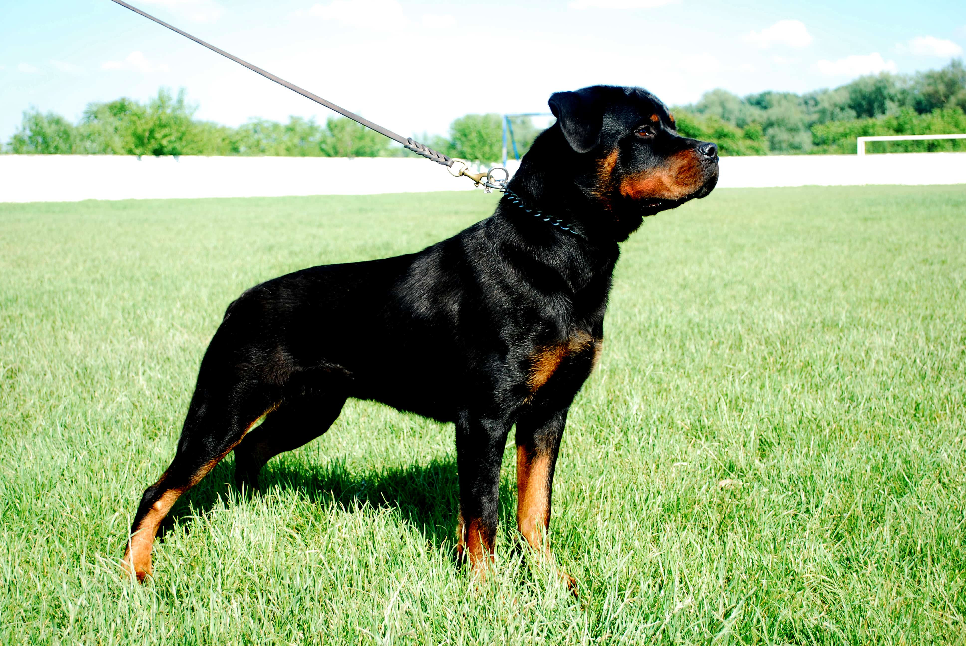 can you walk a rottweiler off the lead?