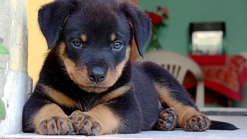 how to train your rottweiler puppy with simple commands