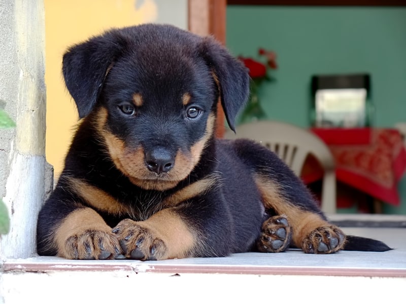 newborn rottweiler puppy