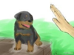 Teaching Rottweiler To Sit Down