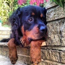 long haired rottweiler