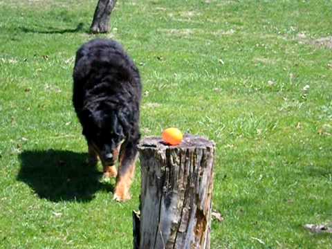 The Long Haired Rottweiler