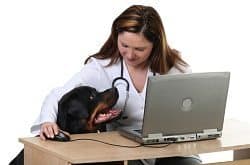 Dog Veterinarian with a Rottweiler