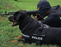 Working store dog rottweiler