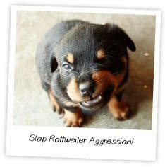 Stop Rottweiler Aggression