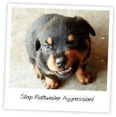 aggressive rottweiler puppy