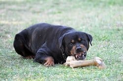 aggressive rottweiler