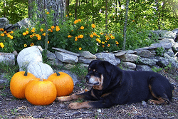 Rottweiler eats pumpkin