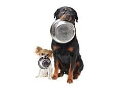 Healthy Dog Foods