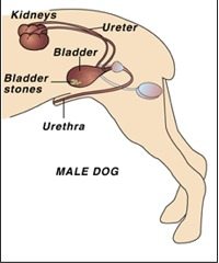 Male Dog Bladder