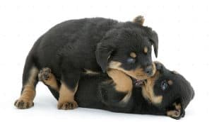 Rottweiler Puppies Biting During Playtime