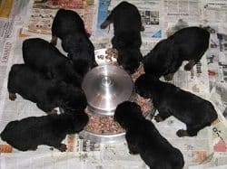 Puppy Healthy Diet