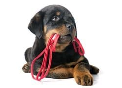 Puppy Leash