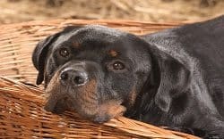 Relaxed Rottweiler