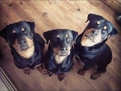 Rottweilers Waiting For Their Treat