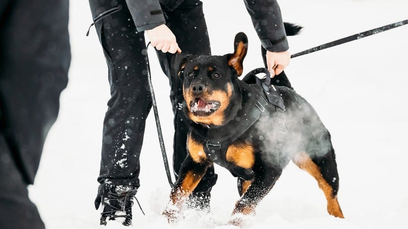 rottweiler aggression towards strangers