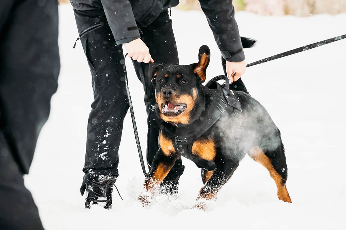 are rottweilers always aggressive