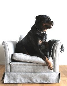 Rottweiler Jumping On The Furniture