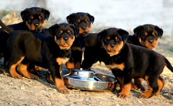 how much to feed a 50 lb rottweiler