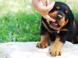 aggressive rottweiler puppy