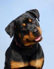 Rottweiler Puppy